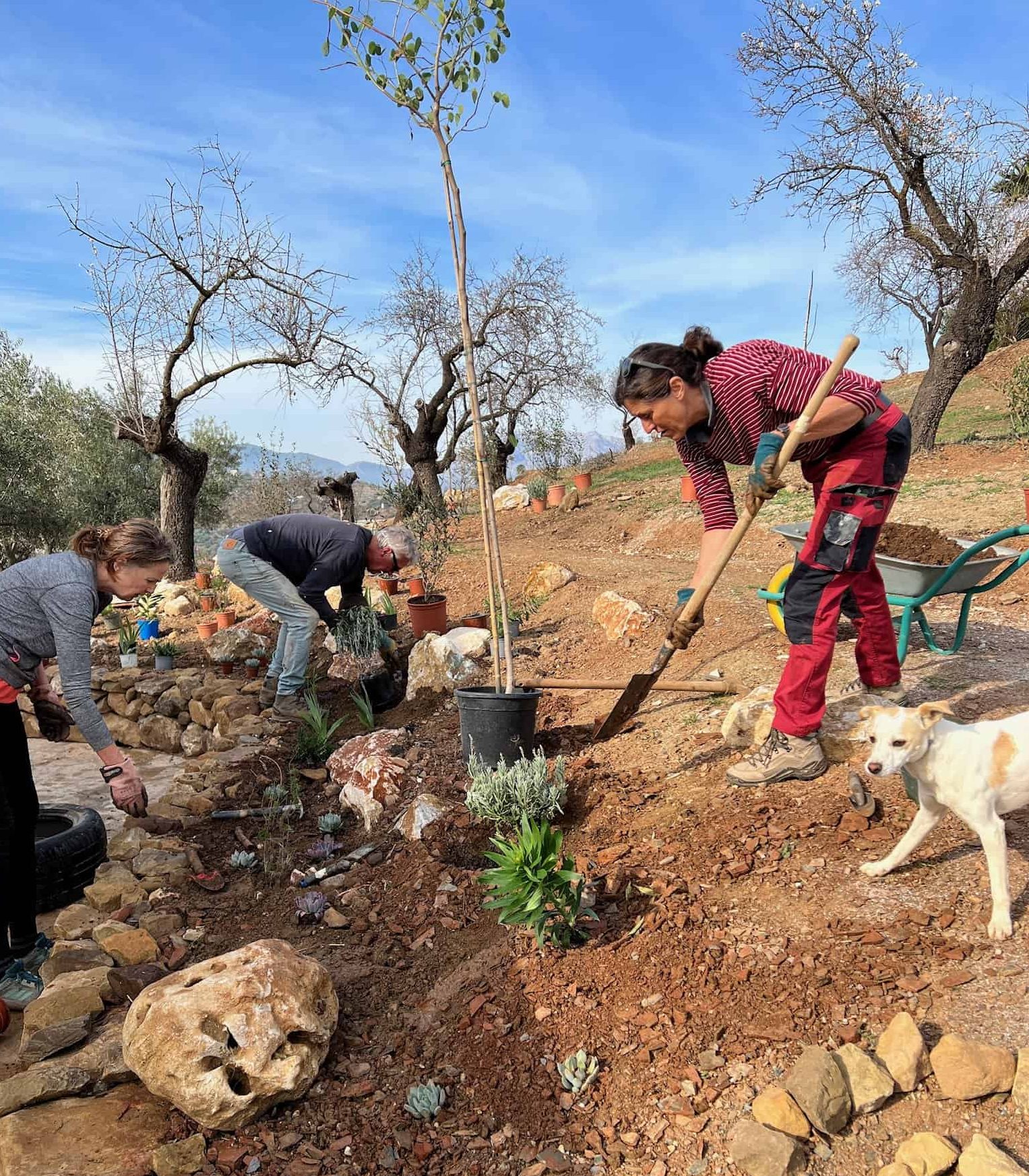 Restore & Planting Day