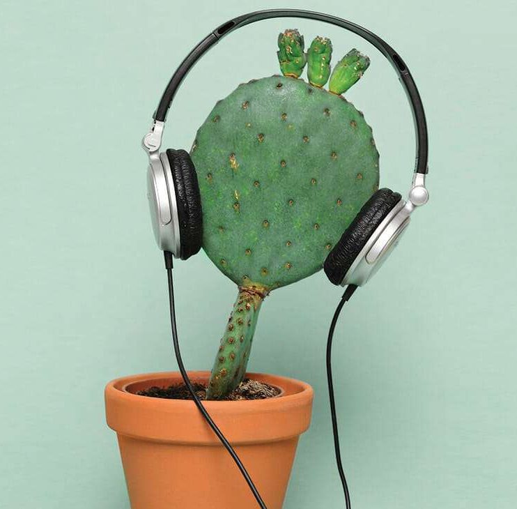 plant disco