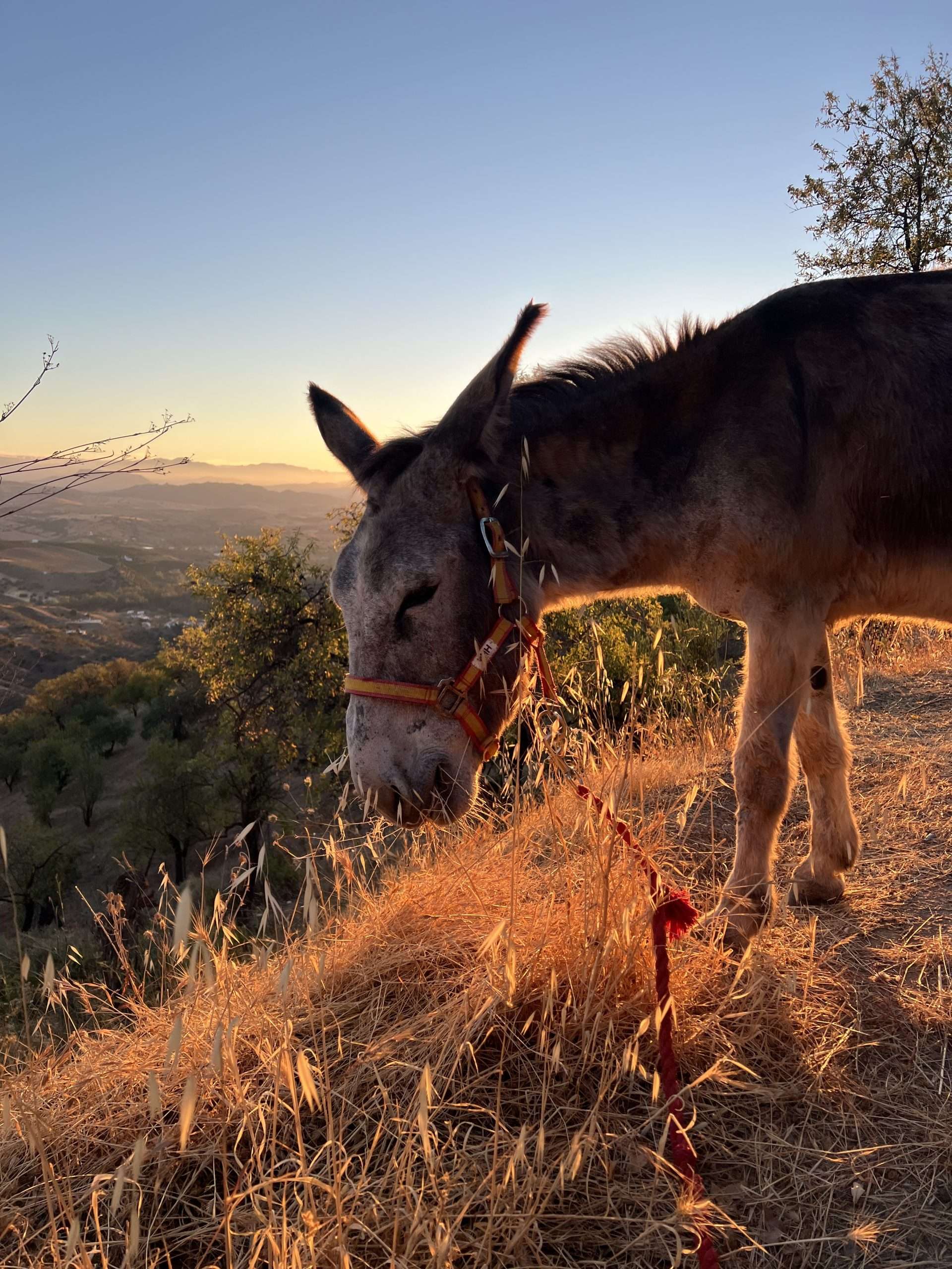 DONKEYS AT COSTA DEL SOUL