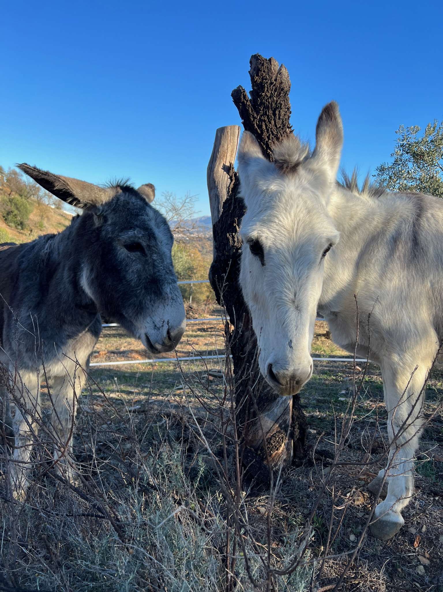 Donkeys at Costa del Soul