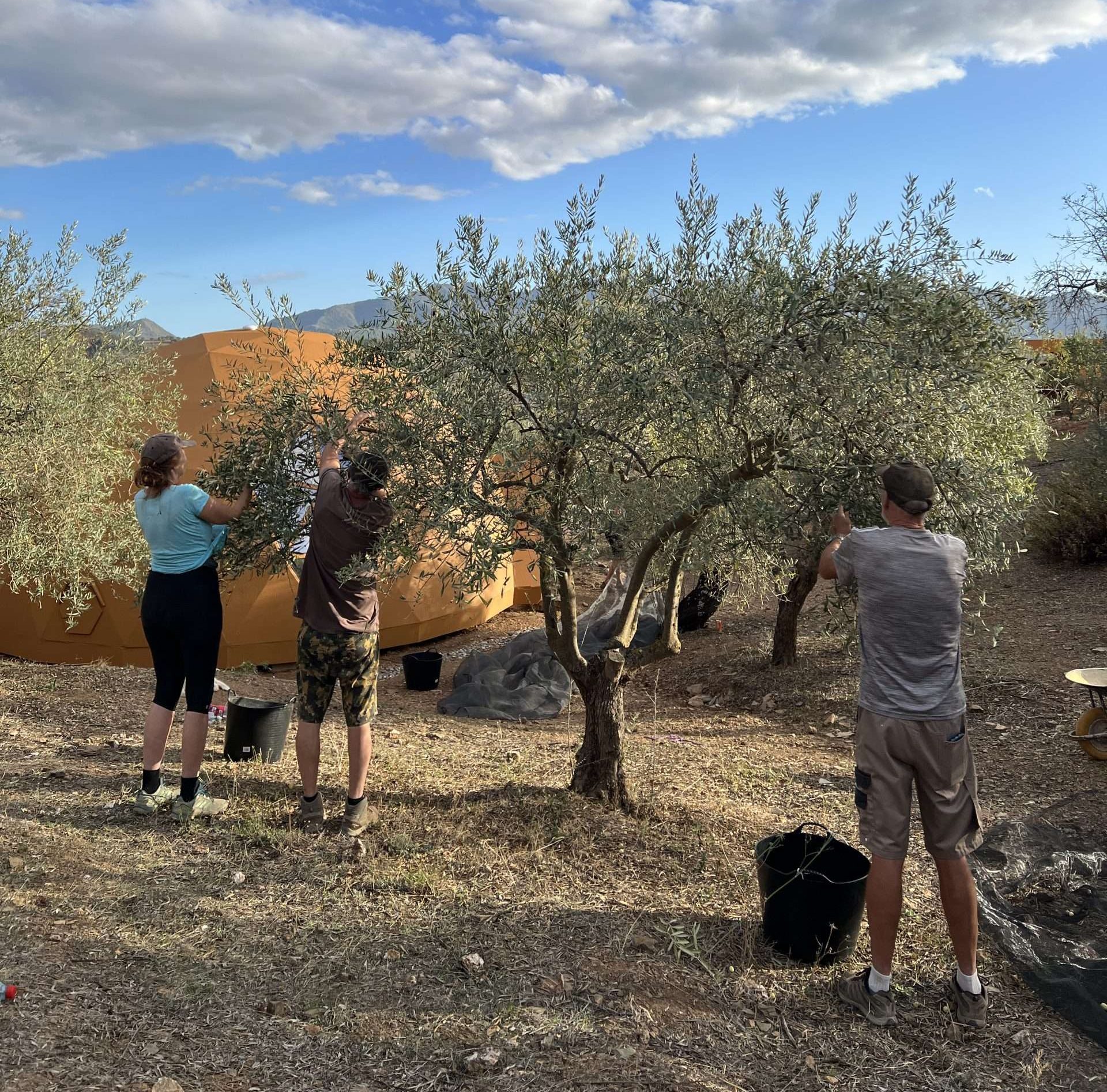 Olive Harvest costa del Soul