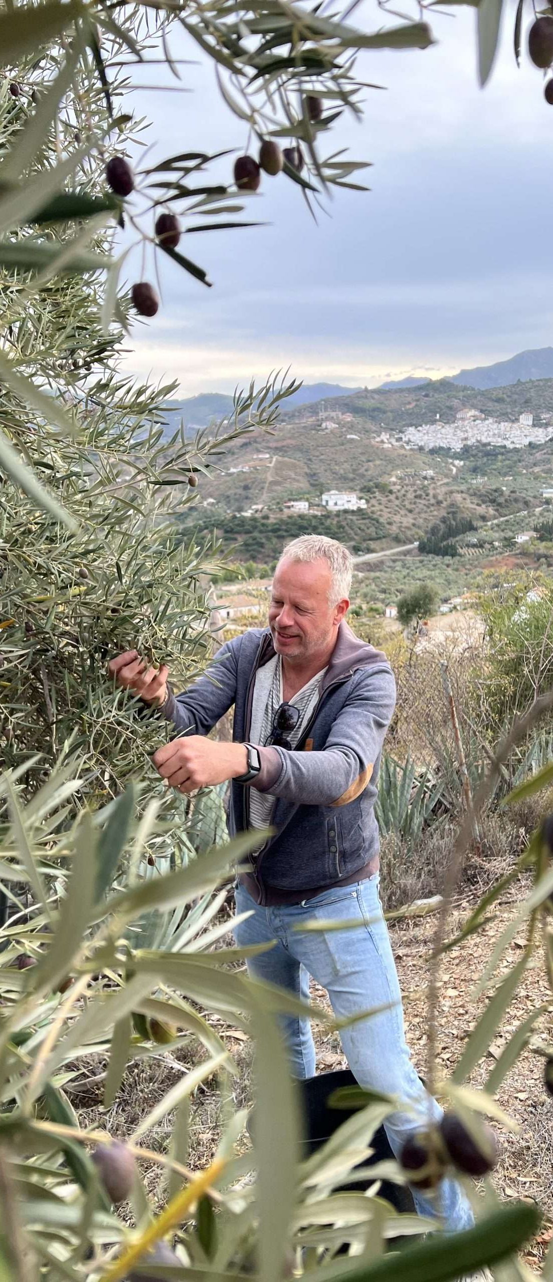 Olive Harvest Costa del Soul
